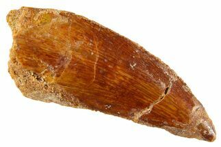 Bargain Raptor Tooth - Real Dinosaur Tooth #332644