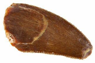 Serrated Raptor Tooth - Real Dinosaur Tooth #332654