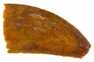 Serrated Raptor Tooth - Real Dinosaur Tooth #332675