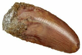 Serrated Raptor Tooth - Feeding Worn Tip #333322