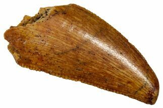 Serrated Raptor Tooth - Feeding Worn Tip #333323