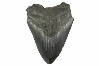 Bargain, Fossil Megalodon Tooth - South Carolina #332322
