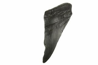 Partial Fossil Megalodon Tooth - South Carolina #332326