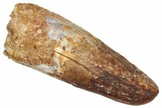 Fossil Spinosaurus Tooth - Robust Tooth #333626
