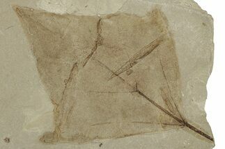 Fossil Leaf (Aleurites) - Green River Formation, Utah #334186