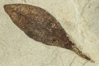 Fossil Coffeetree Leaf (Gymnocladus) - Utah #334194