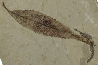Fossil Willow (Salix) Leaf - Green River Formation, Utah #334196