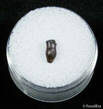 Detailed Thescelosaurus Tooth #2852