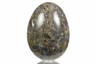 Polished Black Coquina Egg - California #334176