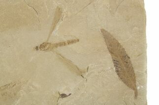 Fossil Cedrelospermum Leaf with Crane Fly - Utah #334251