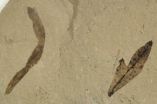 Fossil Leaves (Cardiospermum & Monocot) - Green River Formation, Utah #334282