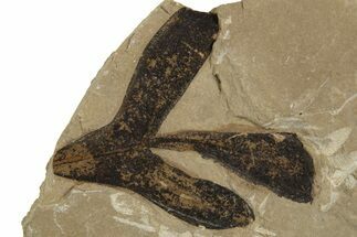 Eocene Fossil Balloon Vine (Cardiospermum) Leaf - Utah #334306