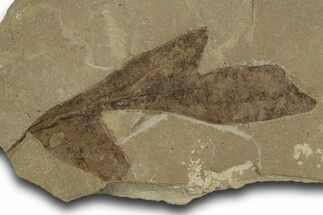 Eocene Fossil Balloon Vine (Cardiospermum) Leaf - Utah #334310