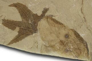 Fossil Sycamore Leaf and Laurel Leaf - Green River Formation, Utah #334347