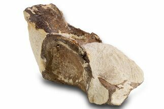 Fossil Plesiosaur Cervical Vertebra - Asfla, Morocco #334611