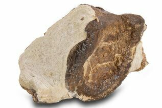 Reptile & Amphibian Fossils For Sale