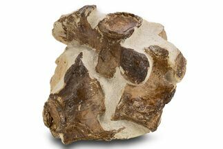 Fossil Plesiosaur Vertebrae in Situ - Asfla, Morocco #334636