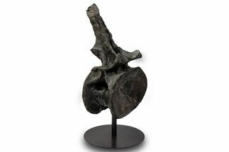 Sauropod (Barosaurus) Caudal Vertebra w/ Metal Stand - Wyoming #334646
