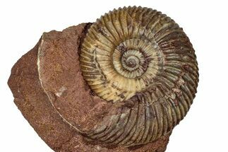 Jurassic Ammonite (Parkinsonia) Fossil - Sengenthal, Germany #334757
