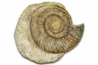 Jurassic Ammonite (Parkinsonia) Fossil - Calvados, France #334775