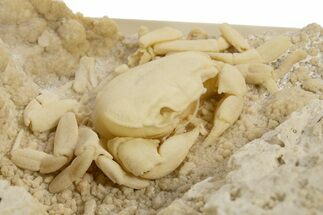 Fossil Crab (Potamon) Preserved in Travertine - Turkey #334790