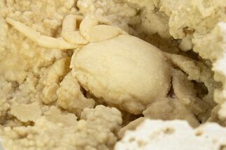 Fossil Crab (Potamon) Preserved in Travertine - Turkey #334793