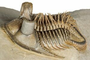 Phallolopus樣專用3種 Phallolopus樣專用3種 Phallolopus樣專用3種