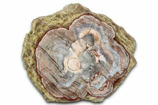 Polished Mushroom Jasper Section - Arizona #334870