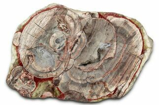 Polished Mushroom Jasper Section - Arizona #334872