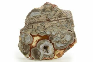 Polished Mushroom Jasper Section - Arizona #334865