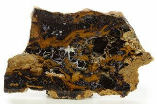 Polished Petrified Shrinkwood Slab - Parker, Colorado #334916