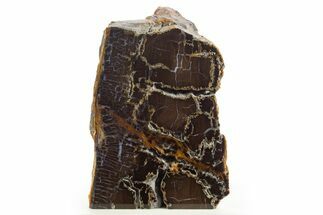 Polished Petrified Shrinkwood Stand-Up - Parker, Colorado #334921