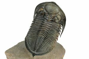 標本 Ecuador Sphaenognathus kolbei 34mm Ecuador Sphaenognathus kolbei 34mm