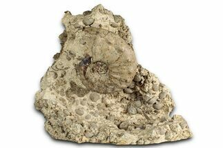 Cretaceous Ammonite (Mammites) Fossil with Brachiopods - Morocco #334944