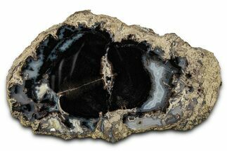 Petrified Wood (Schinoxylon) Round - Blue Forest, Wyoming #335005