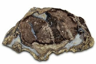 Petrified Wood (Schinoxylon) Round - Blue Forest, Wyoming #335009