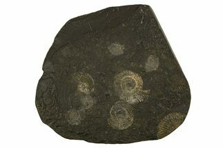 Fossil Ammonite Cluster - Posidonia Shale, Germany #335092