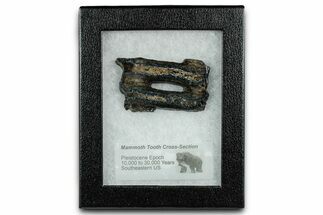 Mammoth Molar Slice With Case - South Carolina #335105