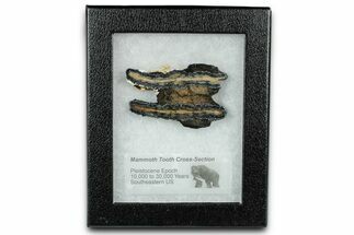 Mammoth Molar Slice With Case - South Carolina #335115