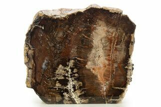 Polished Petrified Wood (Oak) Stand Up - Swartz Canyon, Oregon #334974