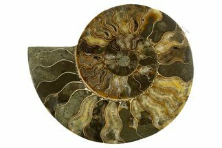 Cut & Polished Ammonite Fossil (Half) - Madagascar #317850