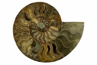 Cut & Polished Ammonite Fossil (Half) - Madagascar #317853