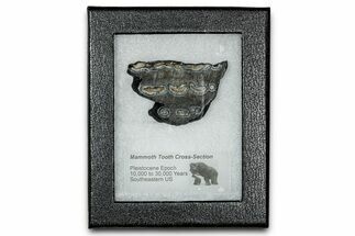 Mammoth Molar Slice With Case - South Carolina #335121