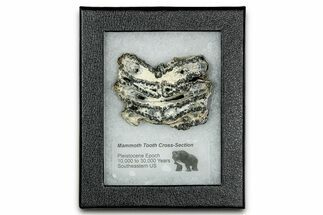Mammoth Molar Slice With Case - South Carolina #335128