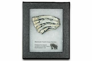 Mammoth Molar Slice With Case - South Carolina #335133