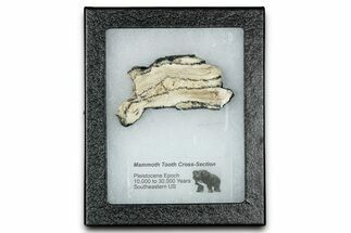 Mammoth Molar Slice With Case - South Carolina #335136