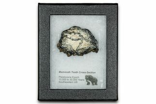 Mammoth Molar Slice With Case - South Carolina #335137