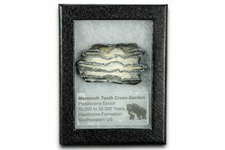 Mammoth Molar Slice With Case - South Carolina #335154