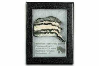 Mammoth Molar Slice With Case - South Carolina #335155