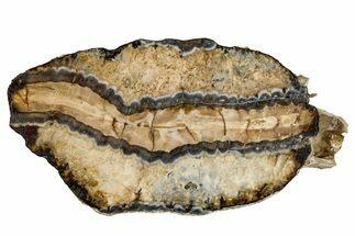 Mammoth Molar Slice With Case - South Carolina #335158